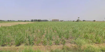 Noida, Uttar Pradesh, India preview 3