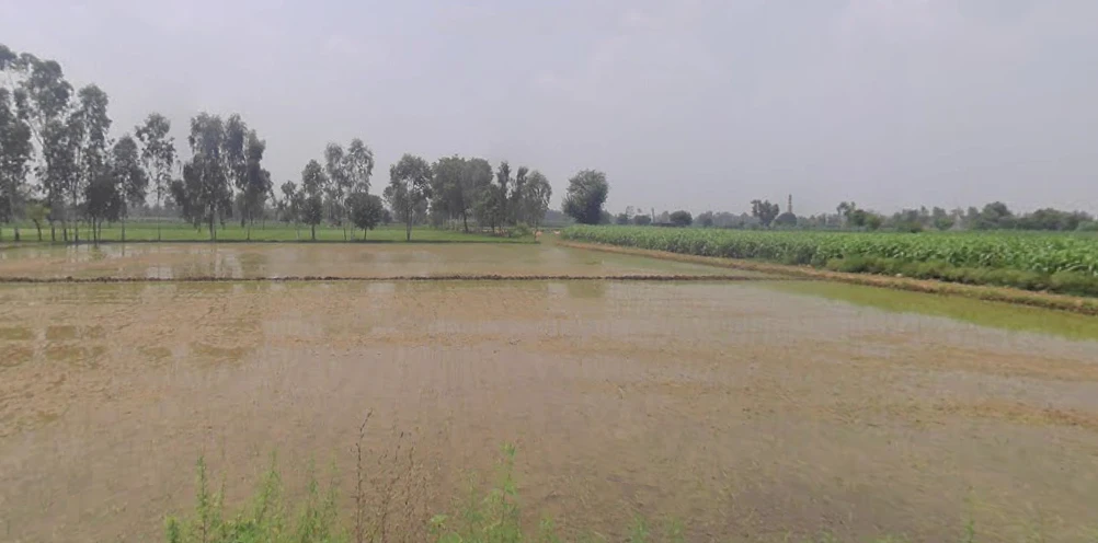 Anupshahar, Uttar Pradesh 203390, India