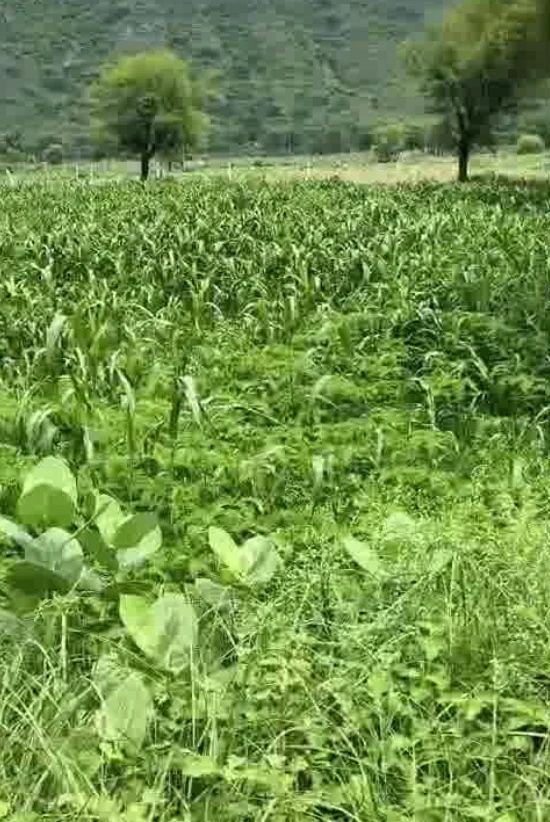 5WP3+HP Rampur Ghoria, Meerut, Uttar Pradesh, India
