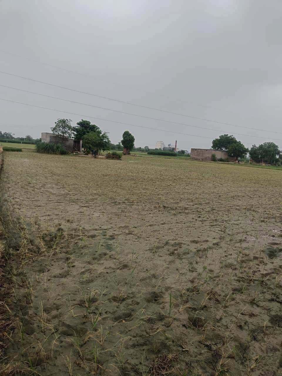 Baraka, Palwal, Uttar Pradesh, India