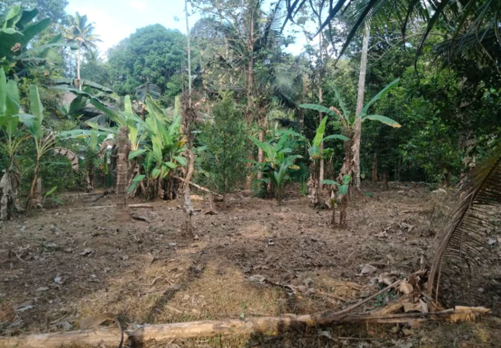 XH89+JFR, Thottumkalpeedika, Muvattupuzha, Kerala 686673, India