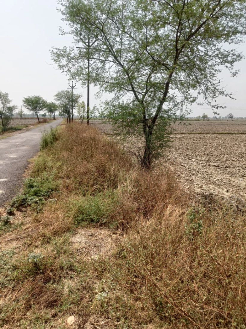Aou, Rajasthan, India