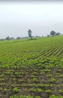 3FH2+FF9, Untwas, Madhya Pradesh 456771, India preview 2