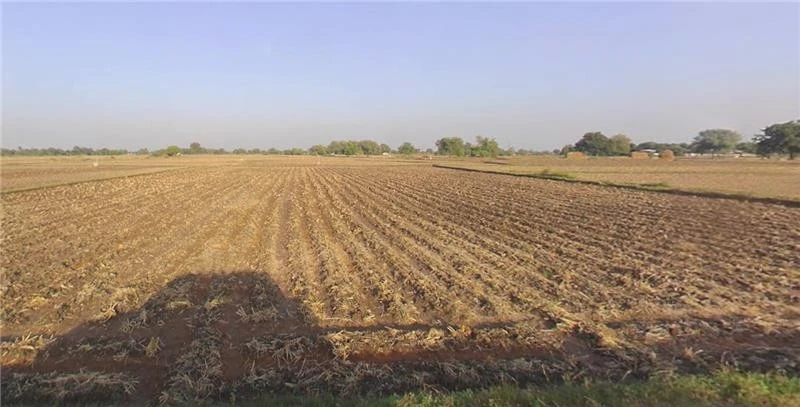 Adhana, Gujarat 384441, India