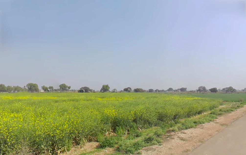 Kutani, Haryana 124103, India