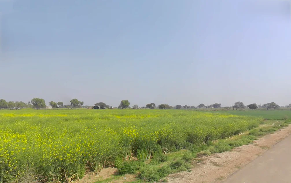 Kutani, Haryana 124103, India preview 3