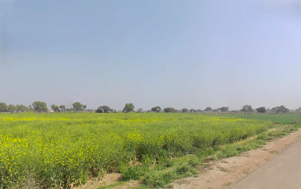Kutani, Haryana 124103, India