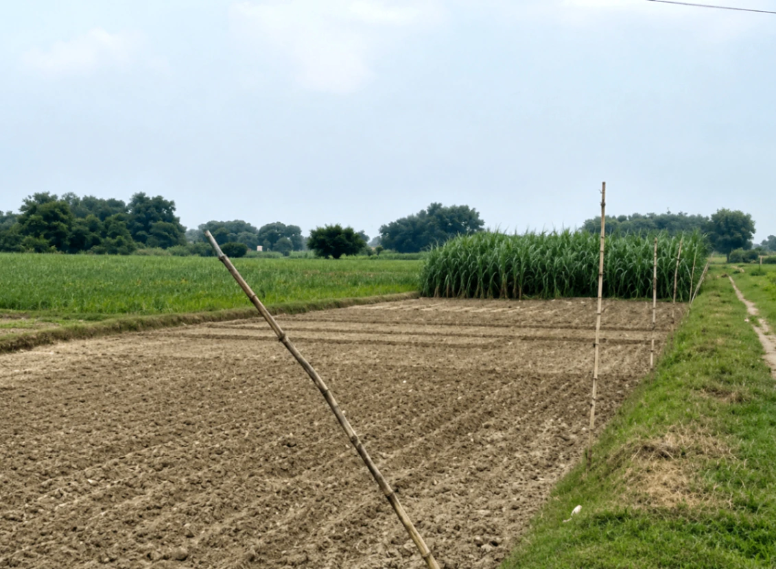 FW7Q+HXV, Varanasi, Basawn, Uttar Pradesh, India