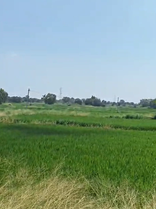 V465+MM Gurrampode, Nalgonda, Telangana, India