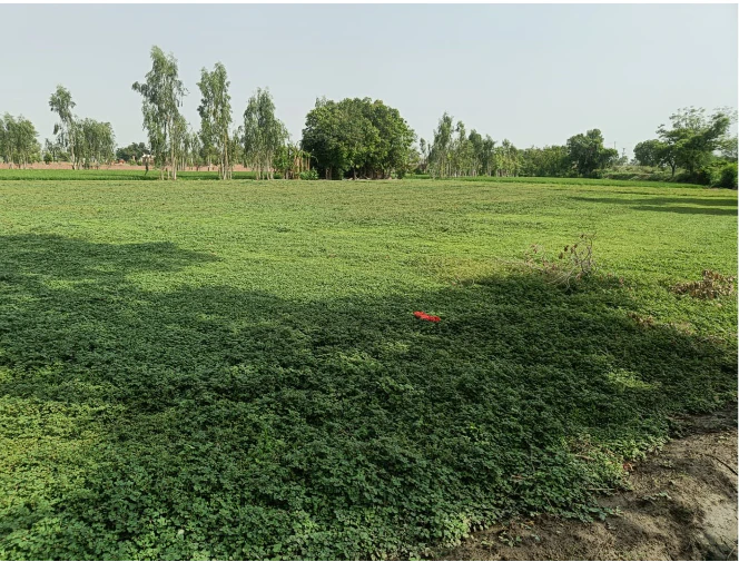 MGH2+QJ9, Seoni, Rampuri, Madhya Pradesh 480110, India