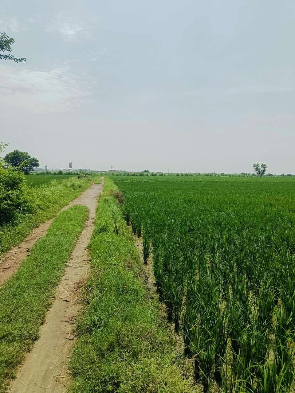 Nawali, Mathura, Uttar Pradesh, India