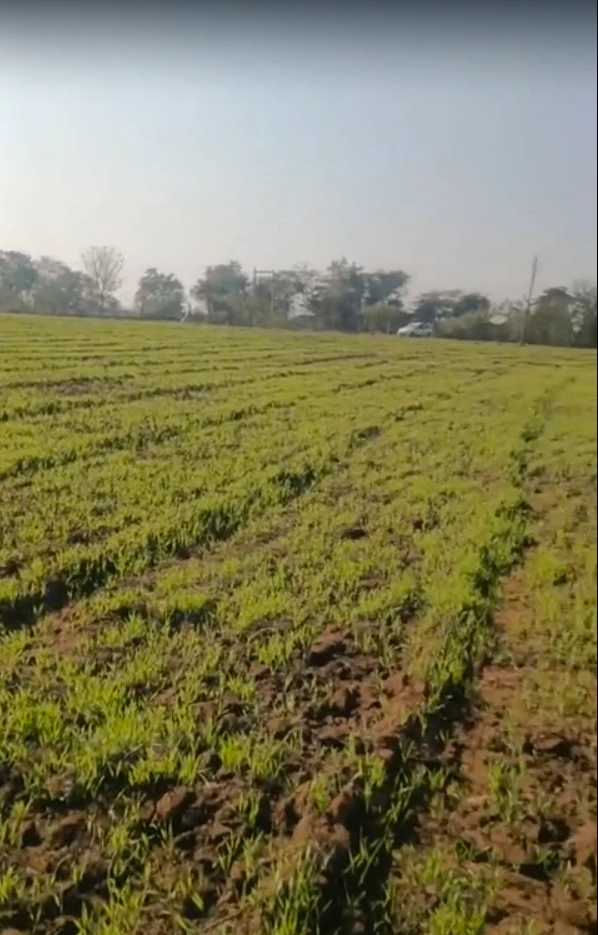 Q29V+5R Khempur, Rajasthan, India