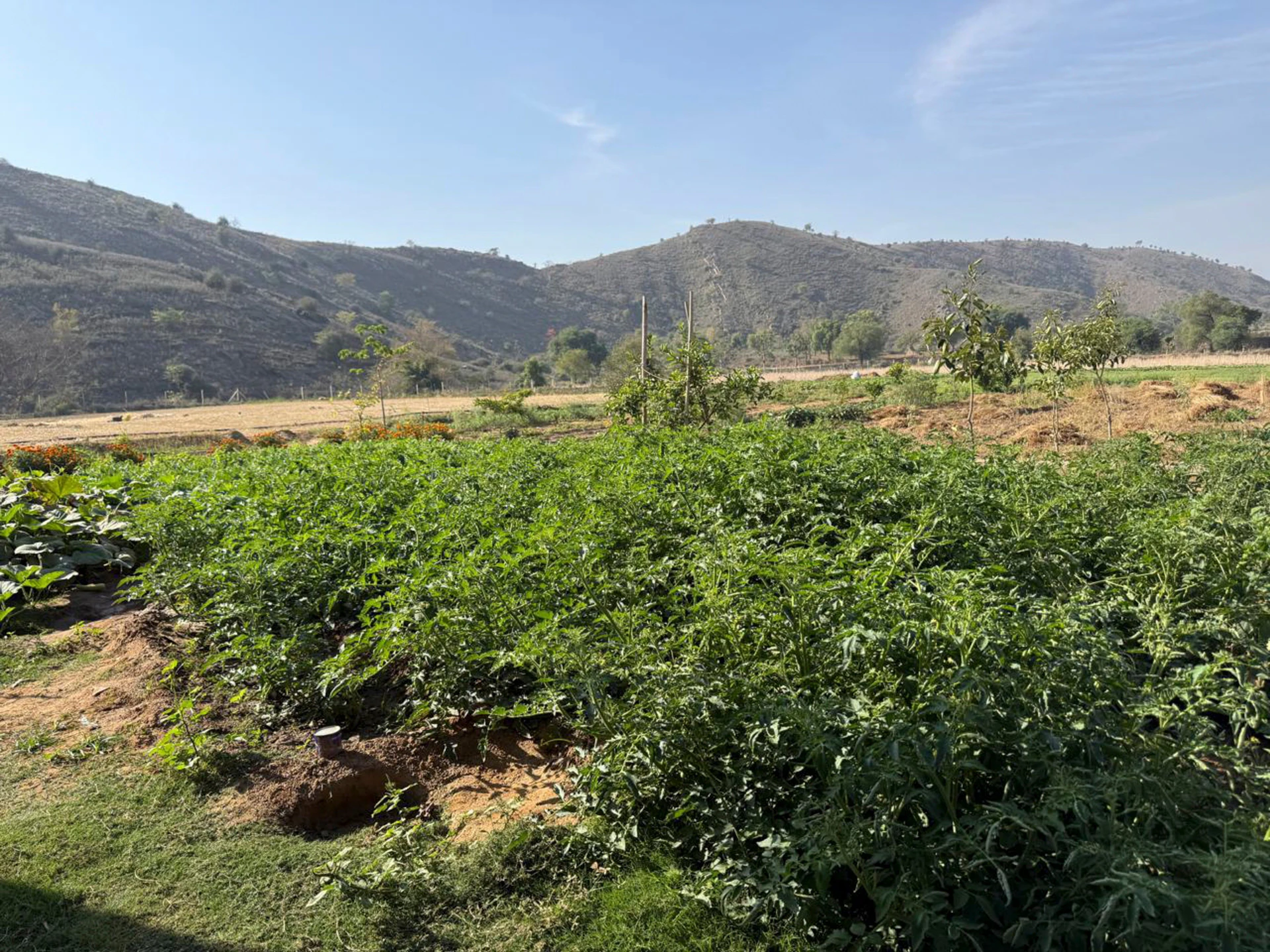 Pathroda, Rajasthan, India