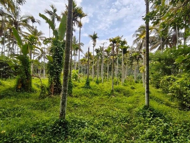 Q6R5+26 Pulpally, Kerala, India
