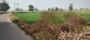 Barodameo, Rajasthan 301021, India preview 3