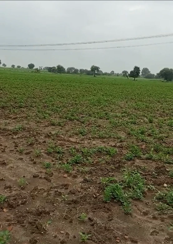 57MQ+5Q6, Chhatarpur, Sarwai, Madhya Pradesh 471525, India