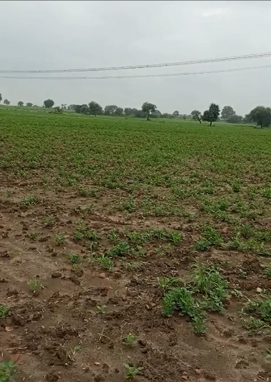 57MQ+5Q6, Chhatarpur, Sarwai, Madhya Pradesh 471525, India