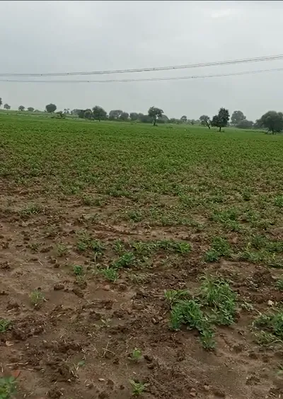 57MQ+5Q6, Chhatarpur, Sarwai, Madhya Pradesh 471525, India preview 3