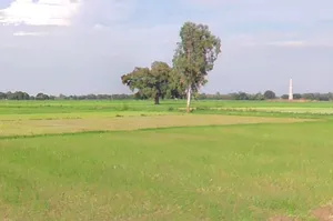 Panthpiplai, Madhya Pradesh 456006, India preview 2
