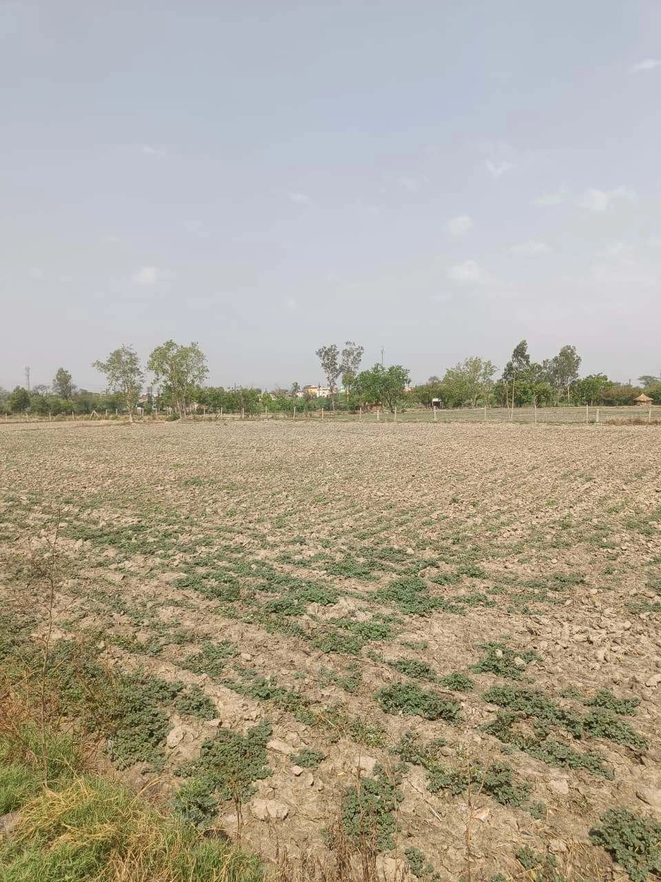Aou, Rajasthan, India