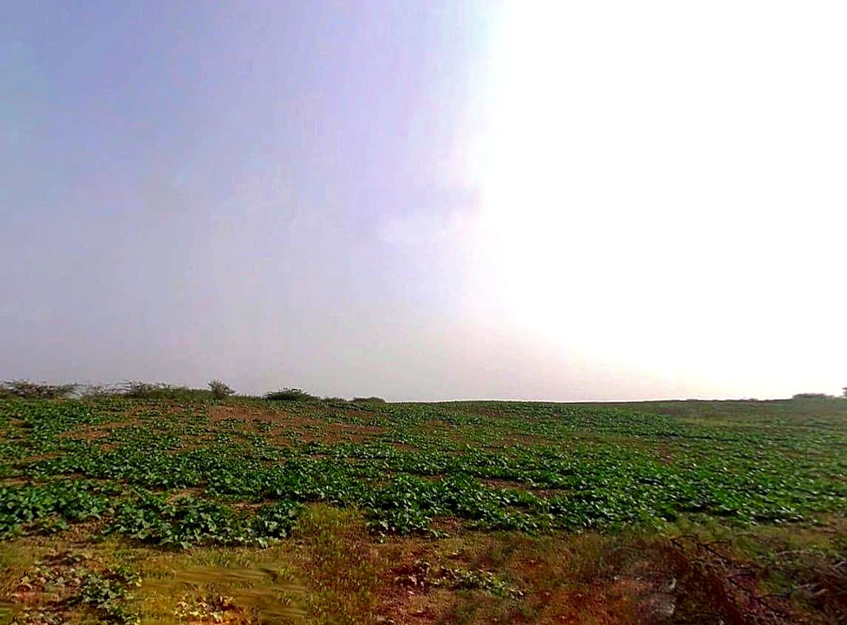 J69C+GQ2, Badakhera, Rajasthan 323603, India