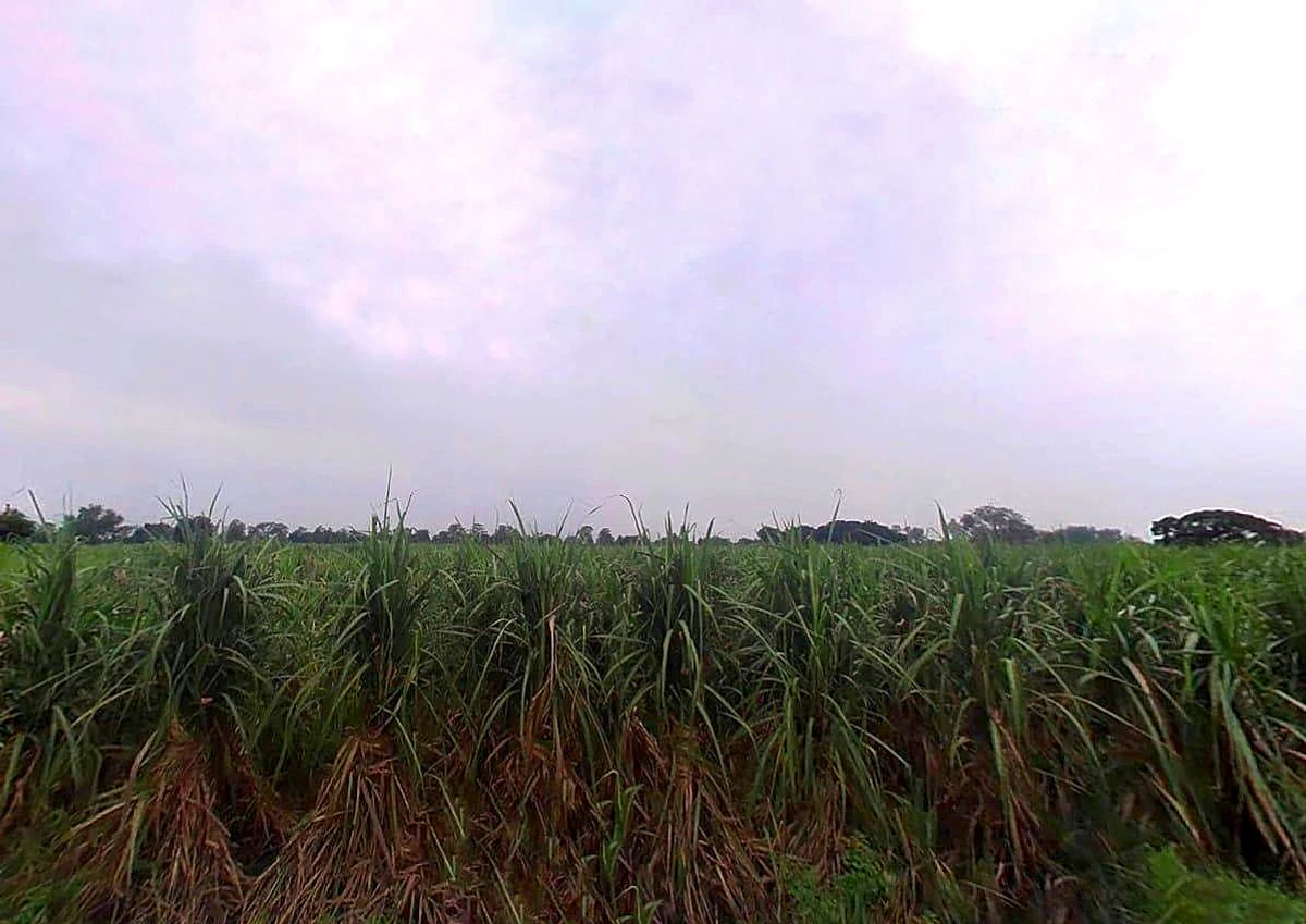 VG4G+M96, Painga, Uttar Pradesh 201204, India