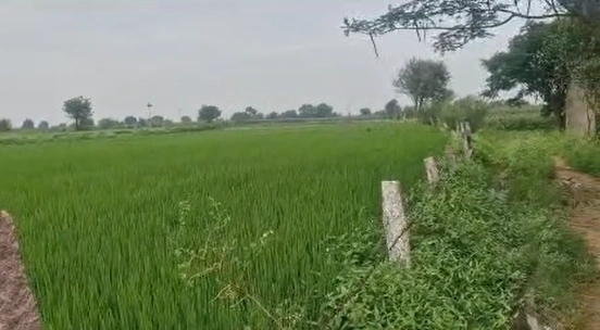 PGWM+JXC, Nagarkurnool, Veldanda, Telangana 509360, India - Photo 2