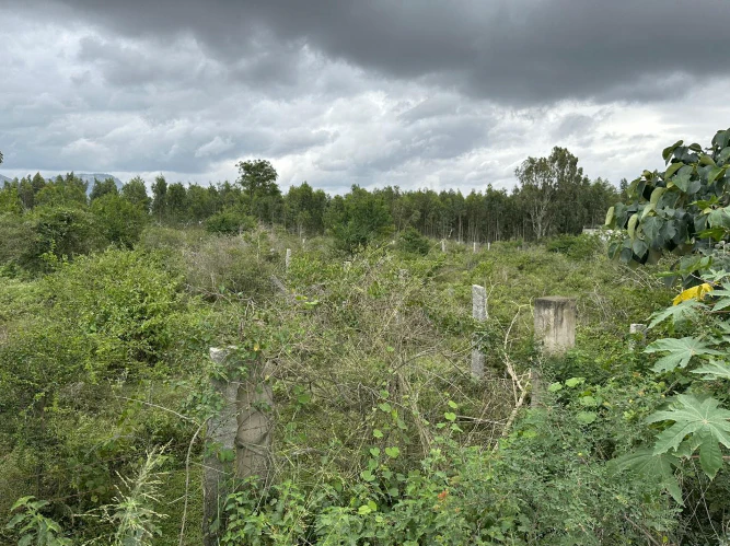 8M2H+VX, Kodalagurki, Karnataka 562164, India