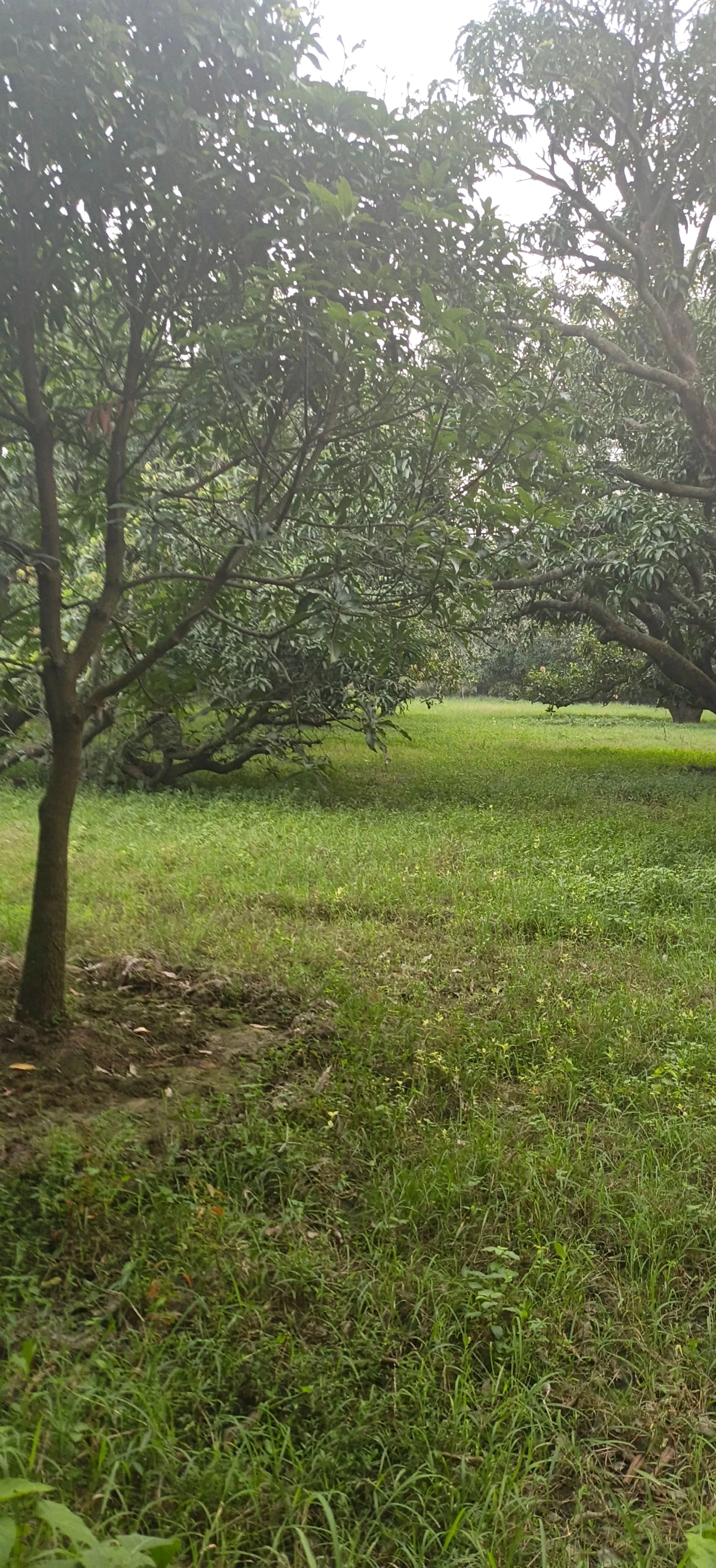 Nagina, Bijnor, Uttar Pradesh 246762, India