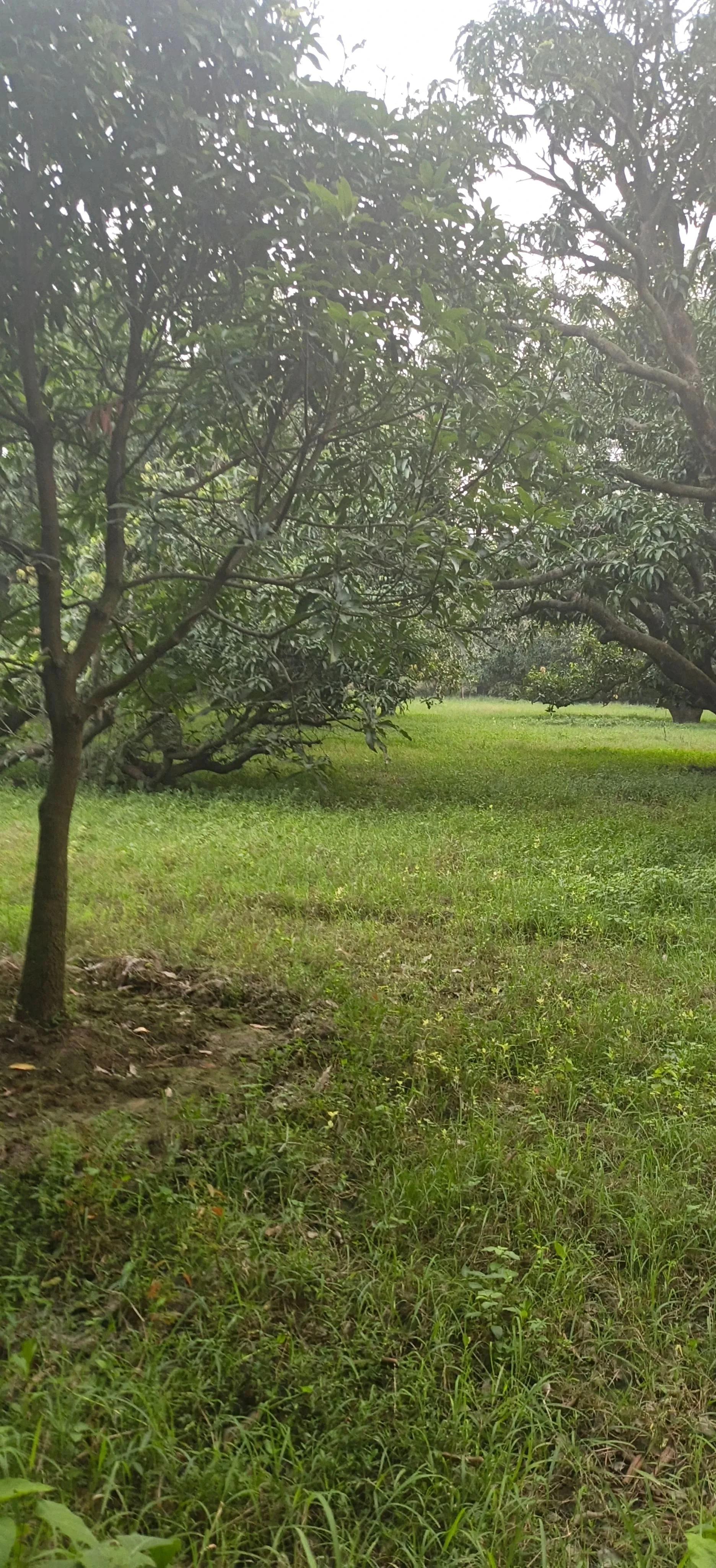 Nagina, Bijnor, Uttar Pradesh 246762, India - Photo 3