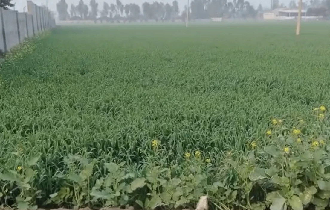 Dhulet, Madhya Pradesh 452016, India
