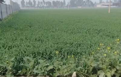 Dhulet, Madhya Pradesh 452016, India preview 2