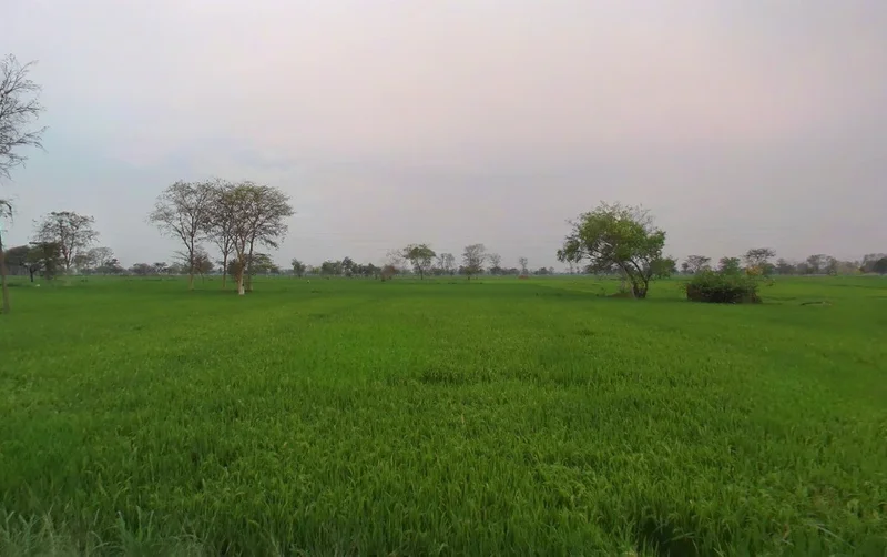 Bhothli, Chhattisgarh 493773, India preview 3