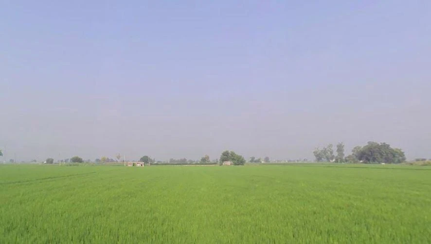Badhni, Badhni Kalan, Punjab 142037, India