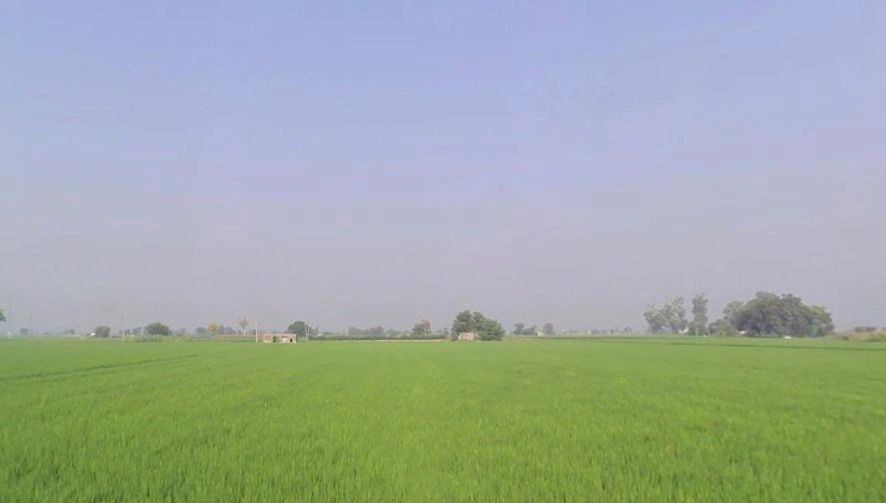 Badhni, Badhni Kalan, Punjab 142037, India