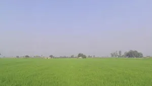 Badhni, Badhni Kalan, Punjab 142037, India preview 2