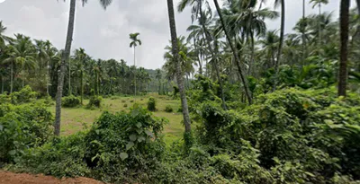 HQ75+HGC, EMS Hospital Rd, Menhaniam, Perambra, Kerala 673525, India preview 2