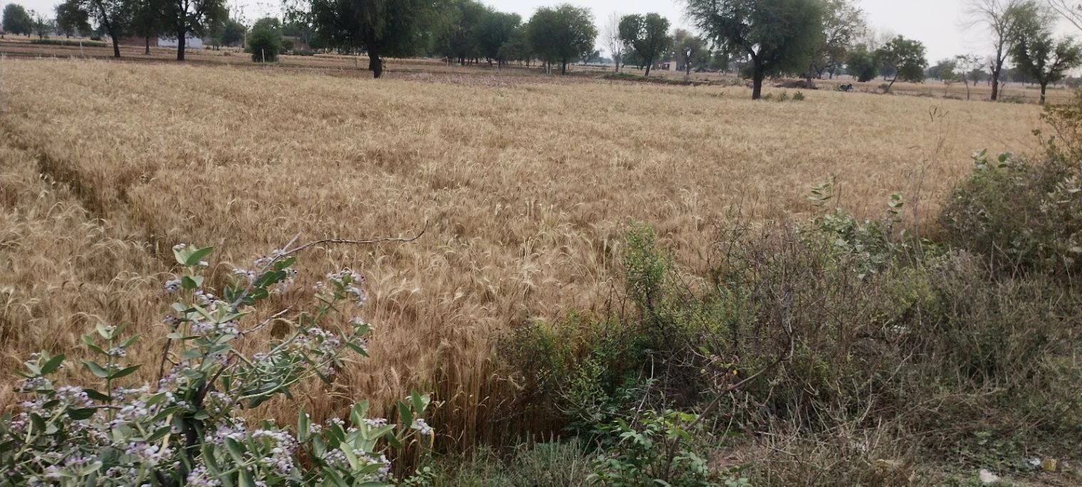 Kherli Veeran, Rajasthan 301021, India