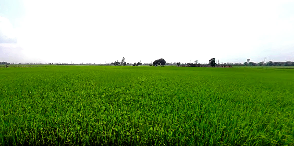 Rajpura, Punjab, India