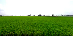 Rajpura, Punjab, India preview 2