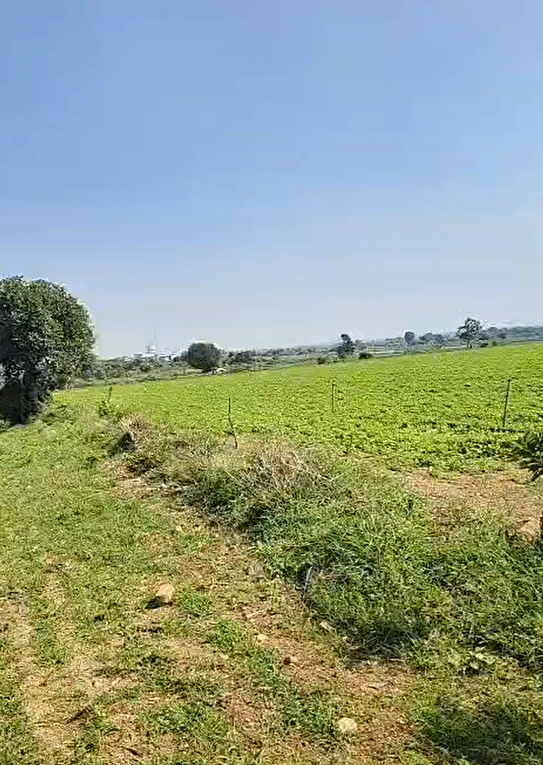 79W4+47, Nagarkurnool, Peddakothapally, Telangana 509412, India - Photo 3