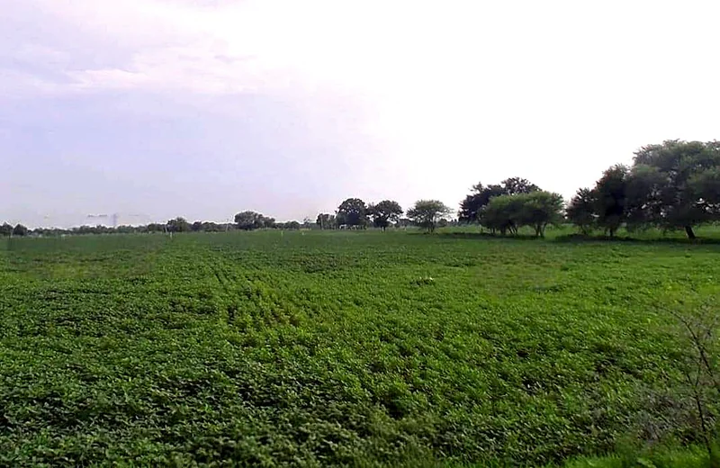 Imaliya, Madhya Pradesh 475661, India preview 4