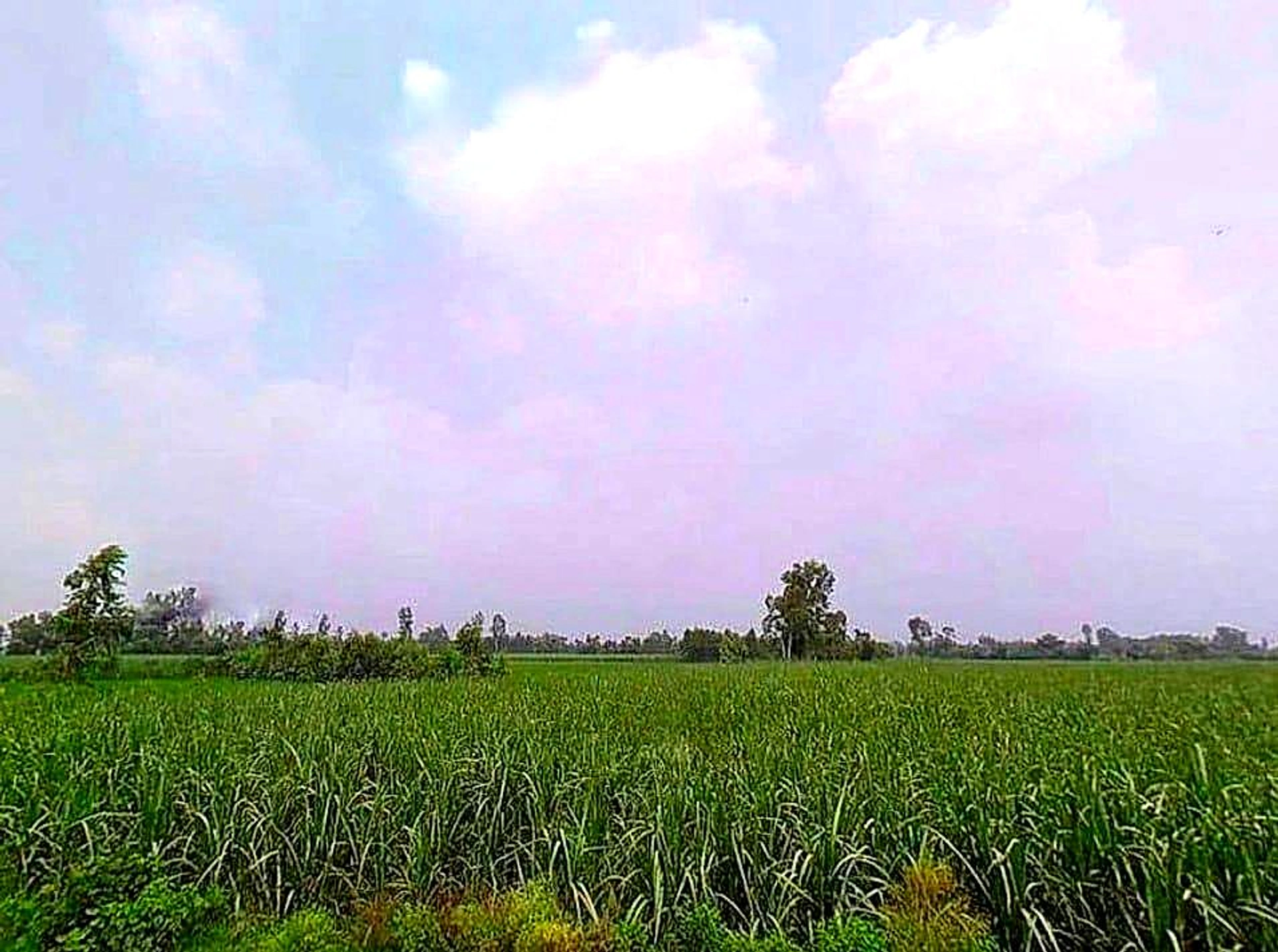 Dhani Boraj, Rajasthan 303328, India