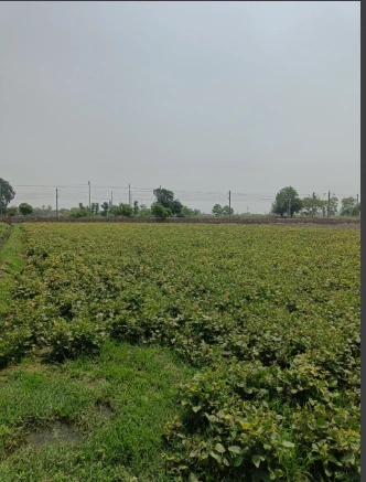 6783+4M Dibai, Uttar Pradesh, India