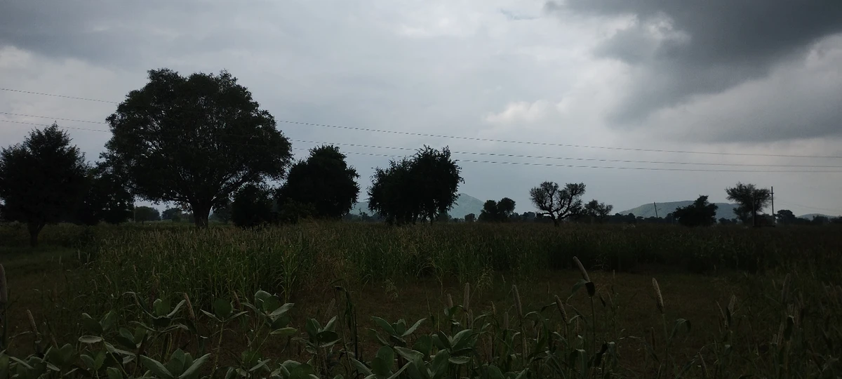 Bedha, Rajasthan 301021, India