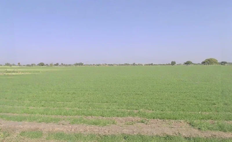 P2MP+35M, Ankya, Madhya Pradesh 452016, India preview 2