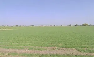 P2MP+35M, Ankya, Madhya Pradesh 452016, India preview 2