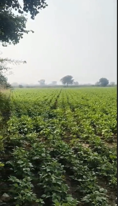 MG6H+CR Awandiya, Dudu, Rajasthan, India