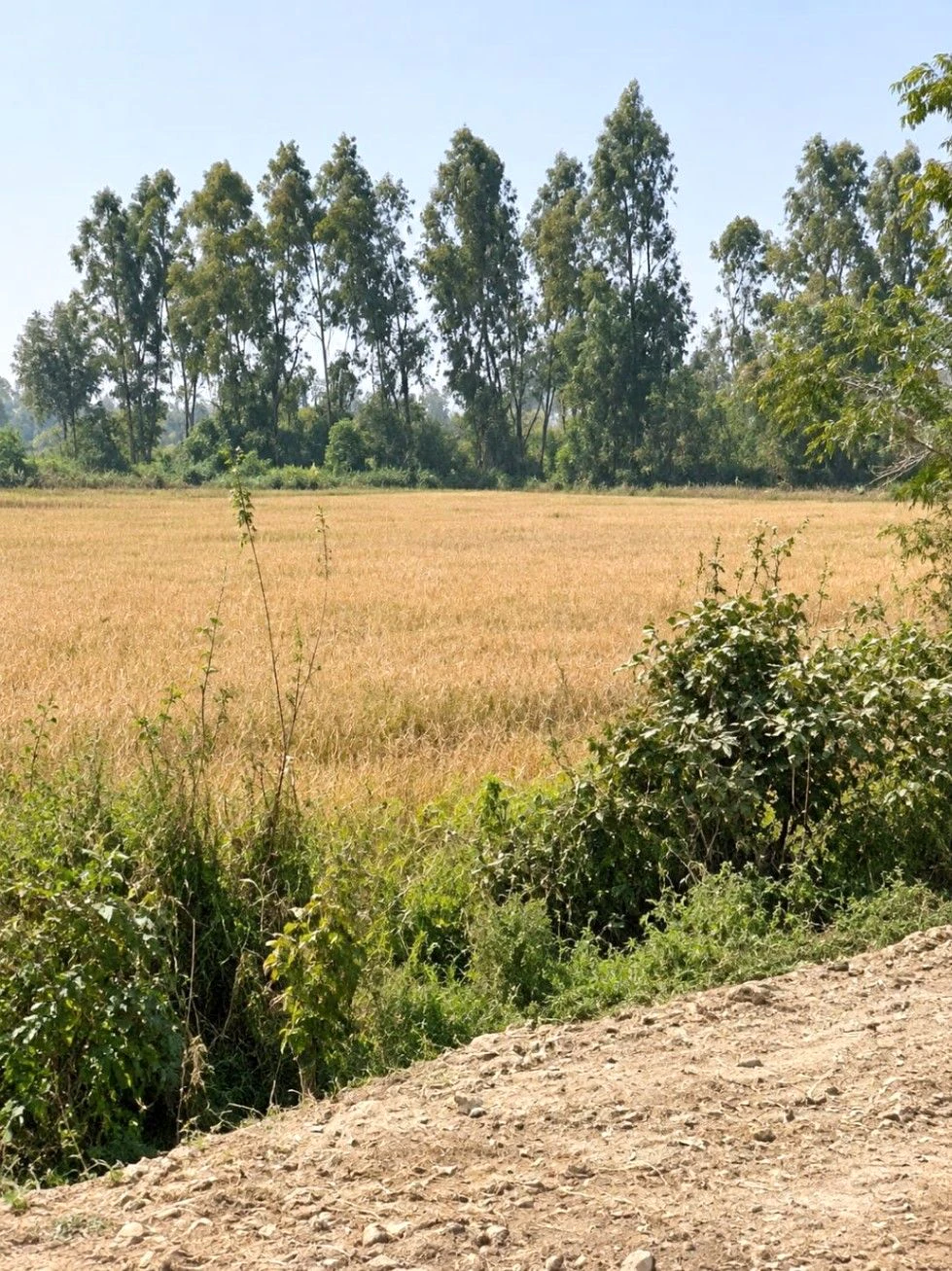 379J+VPV, Gwalior, Billowa, Madhya Pradesh 475001, India