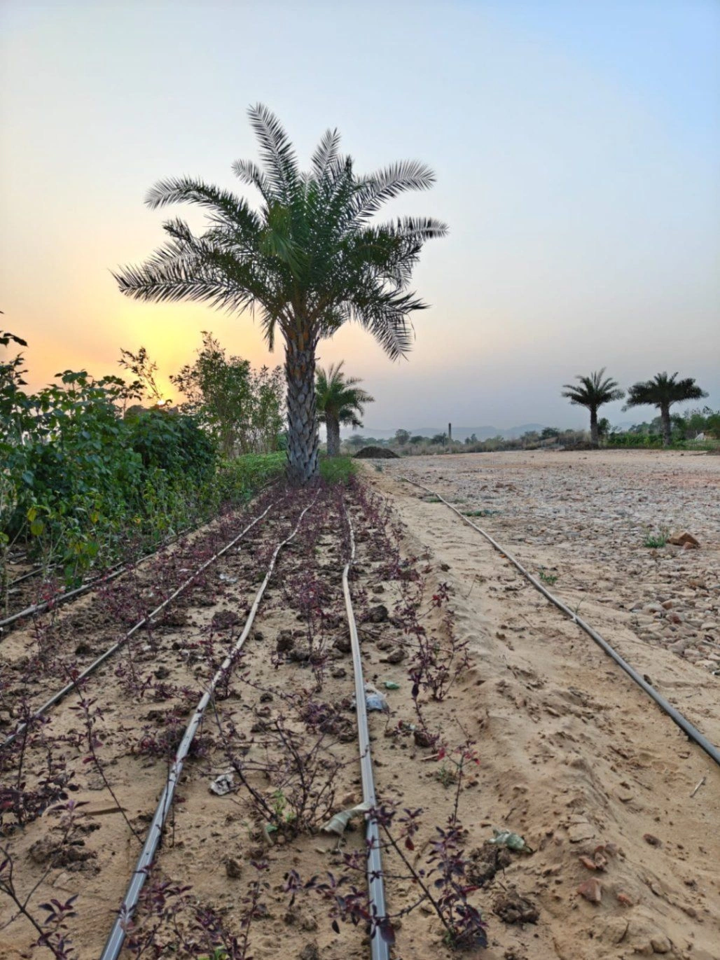 Paota, Rajasthan 303106, India